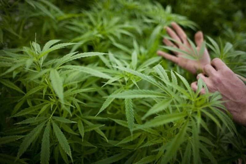 Florida MMTCs Increase To 12 Medical Marijuana Dispensing Institutions