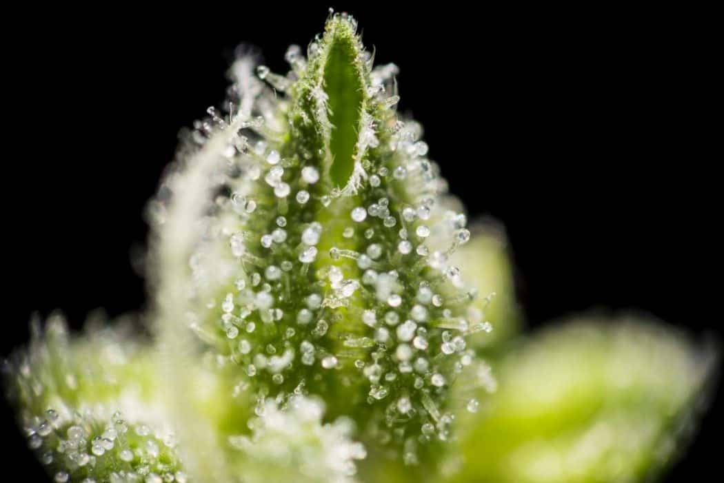 Entourage Effect, How Terpenes Work in Conjunction with Other Cannabis Compounds